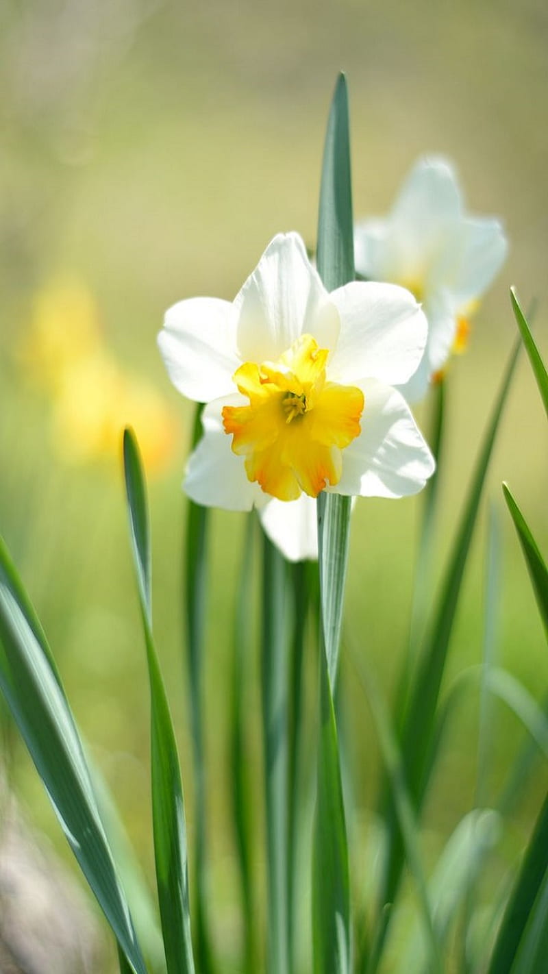 Daffodils, flowers, HD phone wallpaper | Peakpx