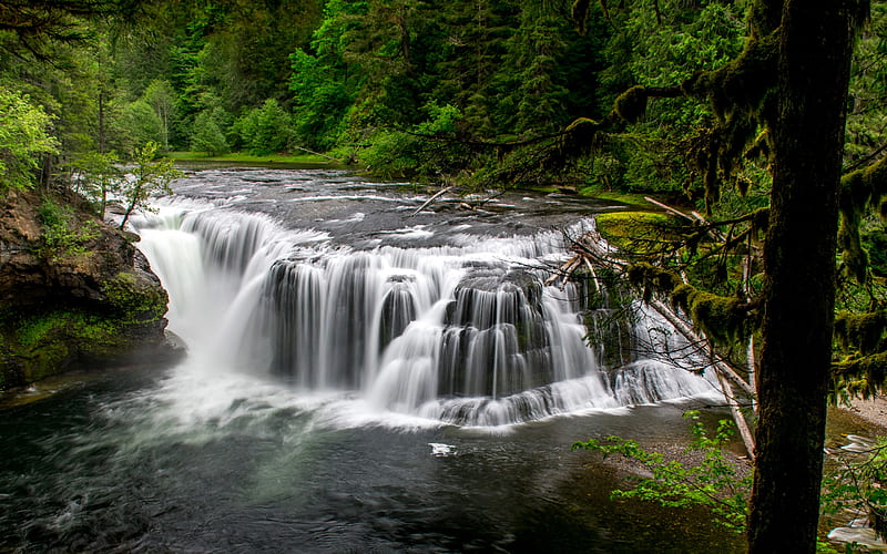 Lower Falls, beautiful waterfall, river, forest, green trees, Lower Lewis River Falls, Washington, USA, HD wallpaper