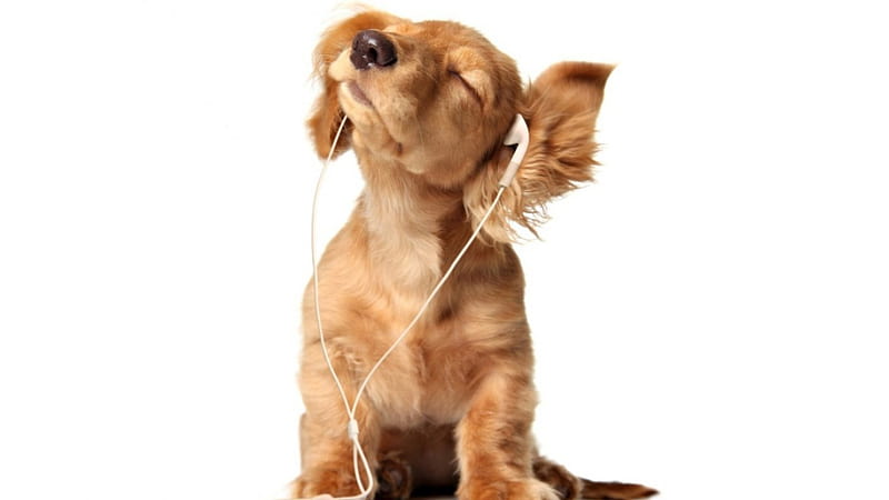Dogs, earphone, music, listen, dog, HD wallpaper