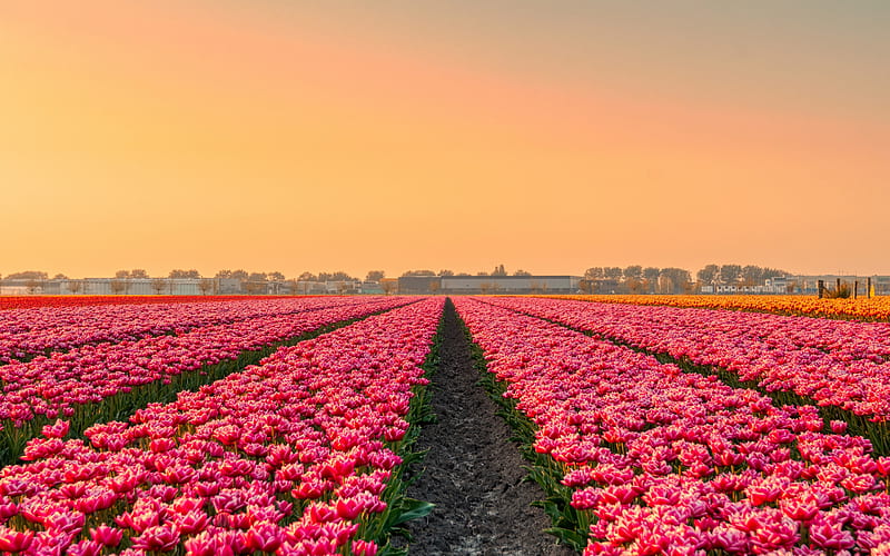 pink tulips, field with tulips, evening, sunset, wildflowers, tulips, Netherlands, HD wallpaper