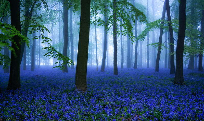 Flowers, Flower, Blue Flower, Bluebell, Fog, Forest, Nature, HD wallpaper