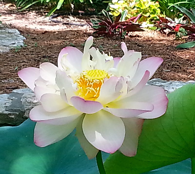 Sacred Lotus, ecosystem, floral, flower, pond, HD wallpaper