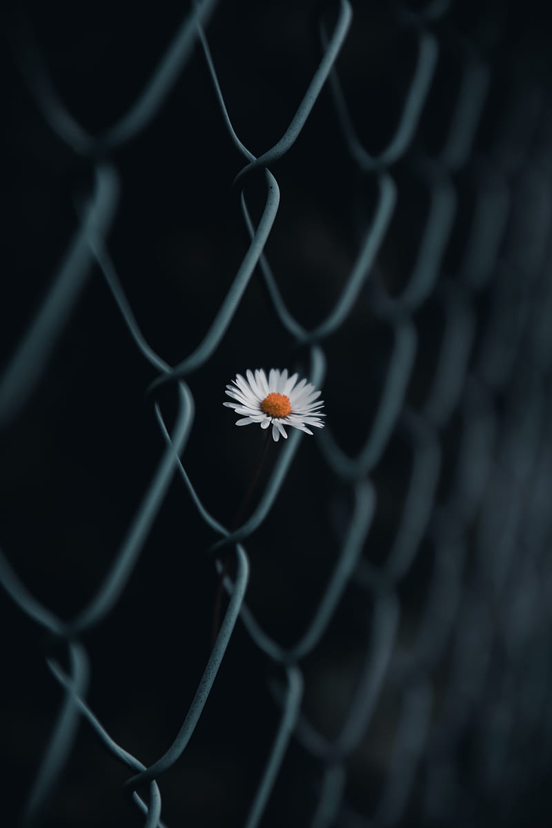 white and yellow flower on gray metal fence, HD phone wallpaper