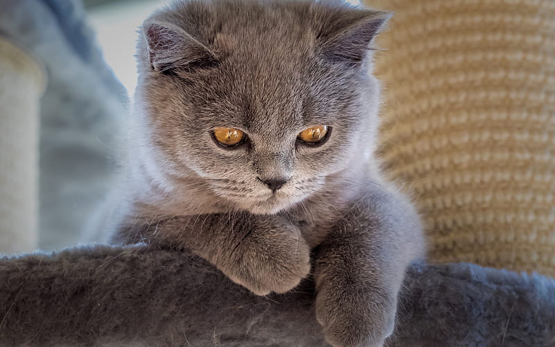 big gray cat, British shorthair cat, cute animals, curious cat, pets, cats, HD wallpaper