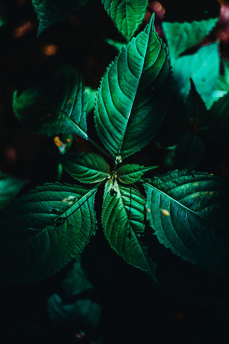 leaves, surface, green, veins, plant, macro, HD phone wallpaper