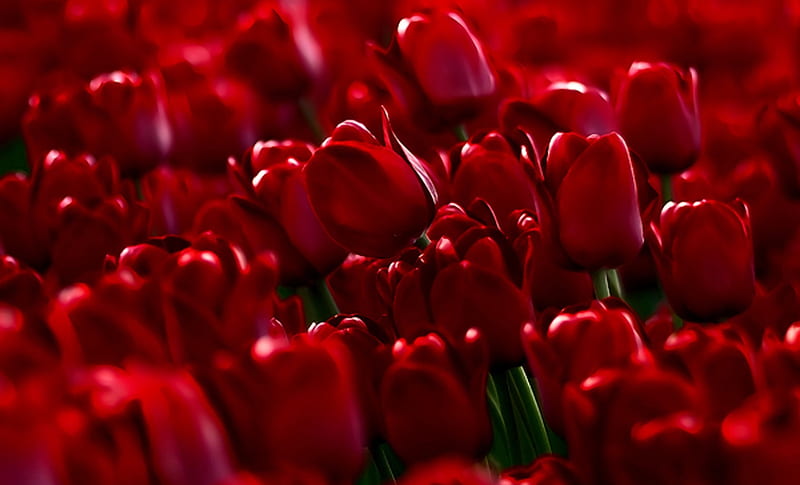 Red tulips, red, flower, flowers, tulips, field, HD wallpaper | Peakpx