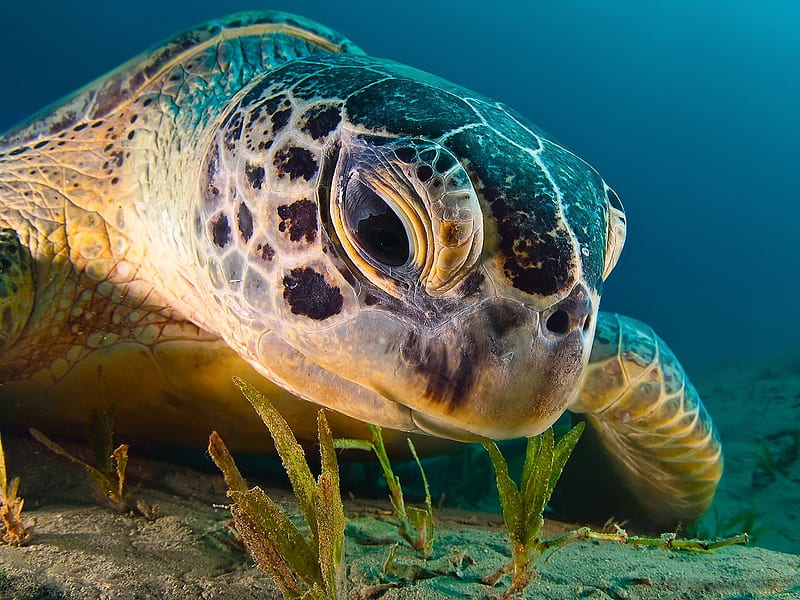 Undersea Turtle Closeup, Sea, Oceans, Turtles, Underwater, Animals, Nature, HD wallpaper