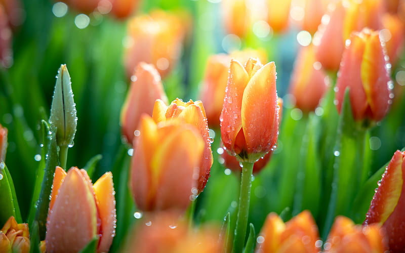 orange tulips, wildflowers, spring flowers, tulips, background with orange tulips, HD wallpaper