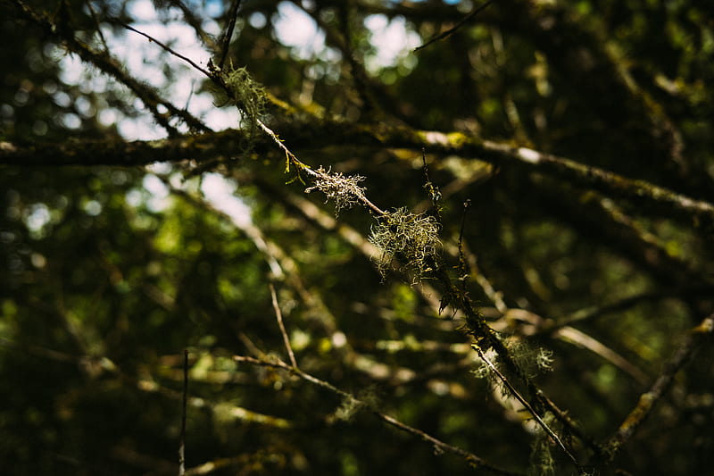 spider web on brown tree branch during daytime, HD wallpaper