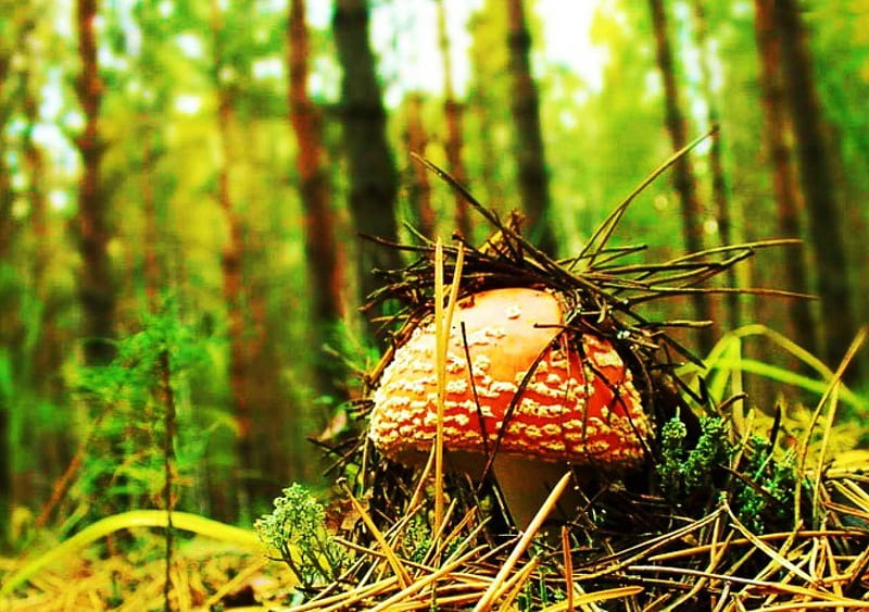 Fly Mushroom, poisonous, forest, trees, plants, HD wallpaper