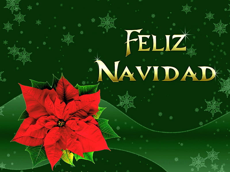 Feliz Navidad, red, mexican, poinsttia, christmas greeting, green background, HD wallpaper