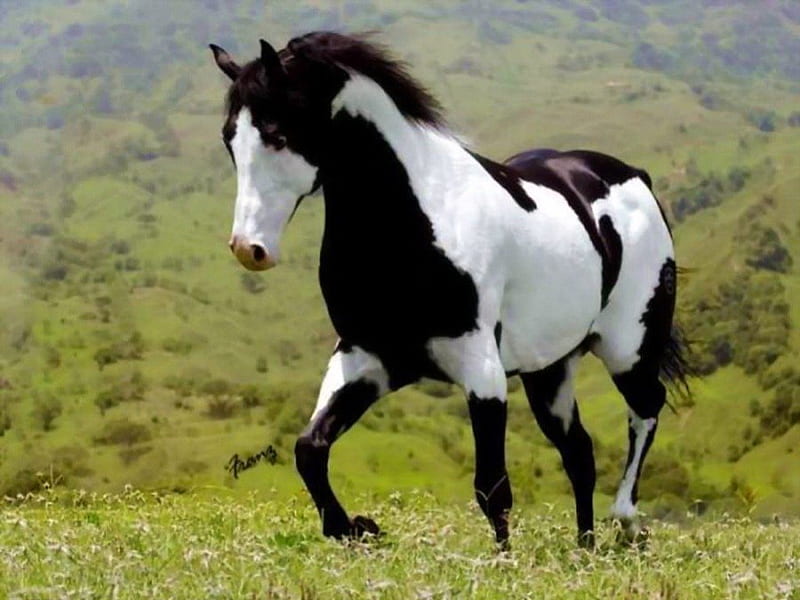 Black and white, 1000, stallion, black, white, gallop, horse, HD wallpaper