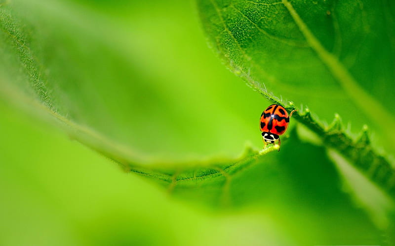 ladybug on a green leaf-Animal world graphy, HD wallpaper