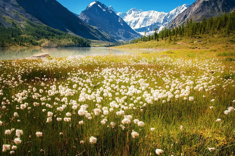 Summer Flowers On The Mountain Lake, forest, lakes, grass, bonito, mountains, summer, Altai, flowers, blue sky, snowy peaks, HD wallpaper