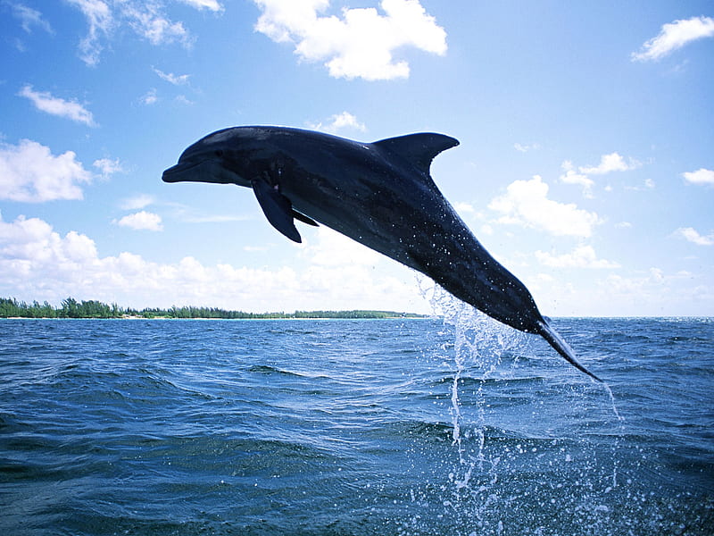 Dolphin, oceans, dolphins, clouds, sky, animals, blue, HD wallpaper ...