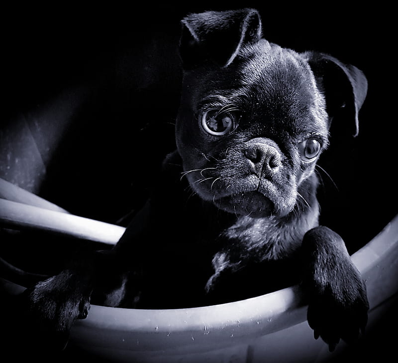 bonito, black, blue, bote, dog, funny, gracioso, dog, pug, puppy, red, HD wallpaper