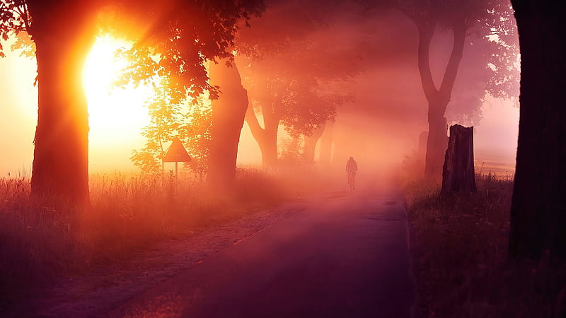 Sun Rays Passing Through Between Trees With Mist Road Nature, HD wallpaper