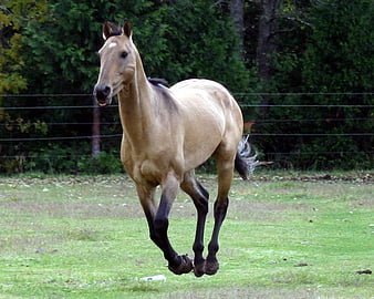 cremello akhal teke horse