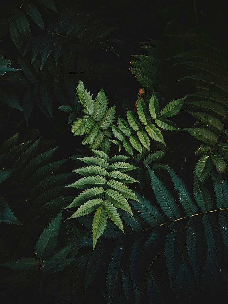 leaves, branches, macro, green, dark, HD phone wallpaper