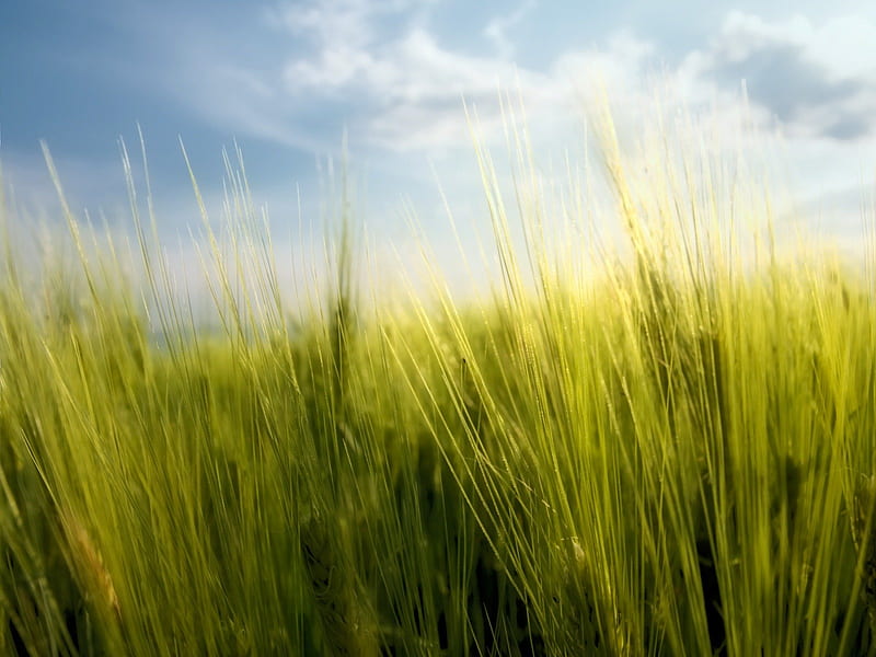 Tall Grass, grass, field, HD wallpaper | Peakpx