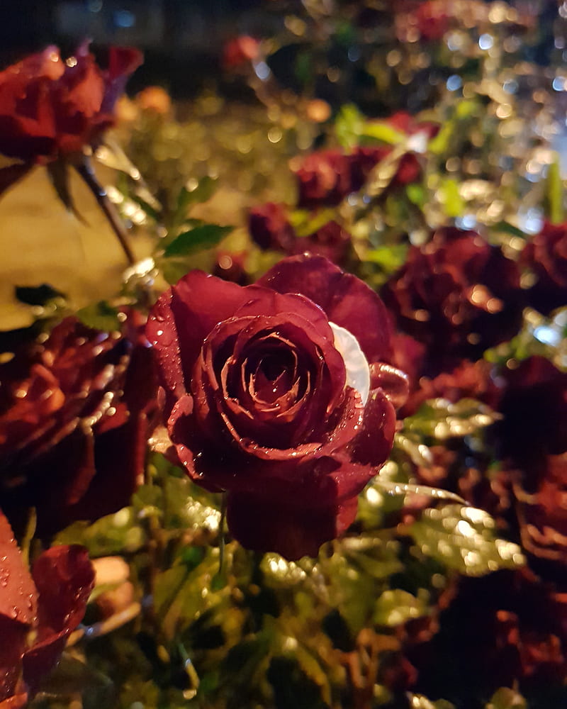 Rosas mojadas, rain, mojada, night, roja, rojasrose, HD phone wallpaper |  Peakpx