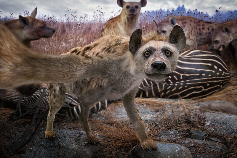 Just a hyena's selfie, john wilhelm, fantasy, hyena, selfie, funny, creative, animal, HD wallpaper