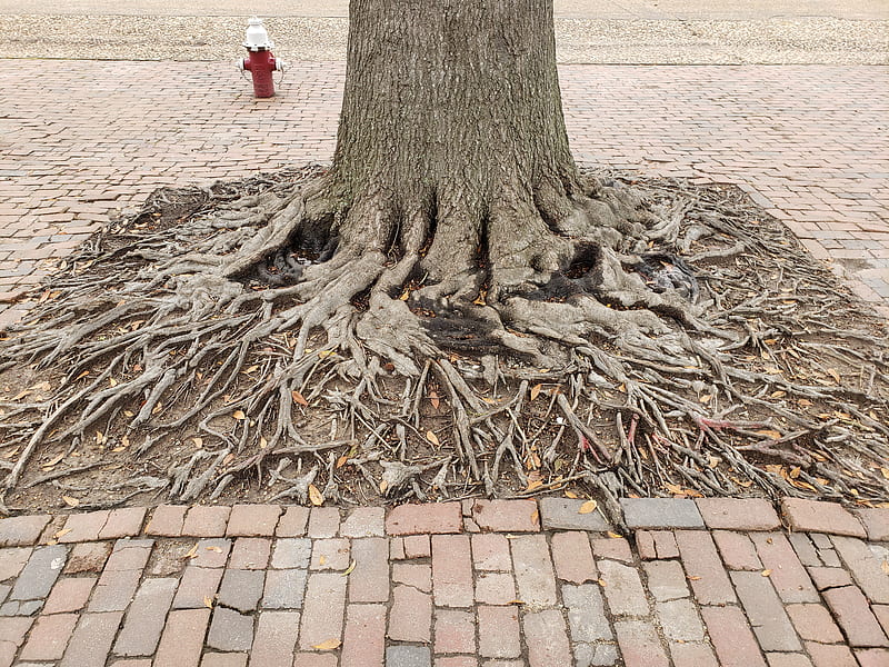Tree Roots, williamsburg, HD wallpaper