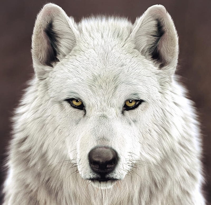 White wolf, white, massimo righi, fantasy, luminos, lup, wolf, face, HD wallpaper