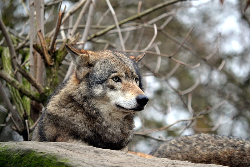 wolf, gray, predator, wildlife, HD wallpaper