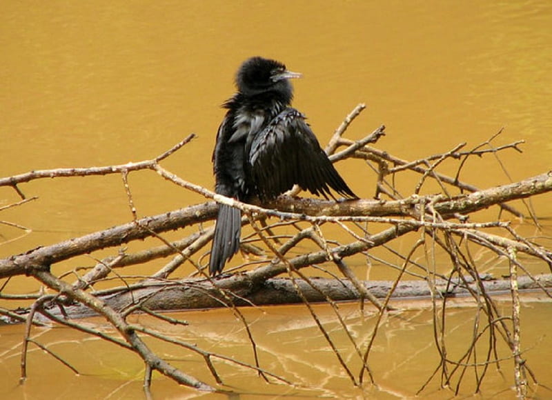 Cormorant baby, cormorant, black, Bird, animal, HD wallpaper