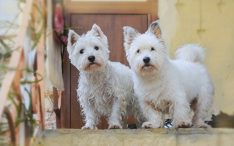 West Highland White Terrier small white dogs, curly puppies, cute animals, dogs, dog breeds, HD wallpaper