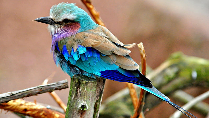 Blue Short Beak Lilac Breasted Roller Bird On Wood Birds, HD wallpaper