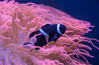 Heres How to Force the Clownfish Wallpaper to Appear in iOS 16 Beta