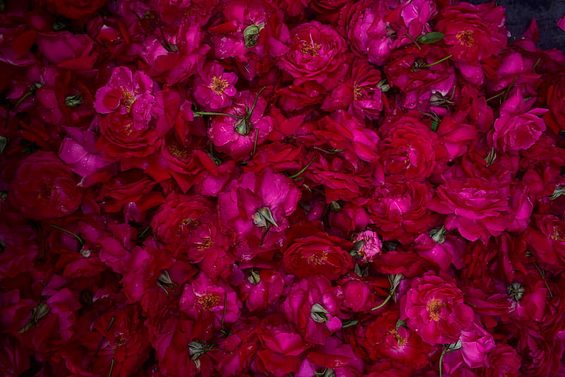 Rose bed, flower, flowers, heart, red, rose, roses, tree, HD wallpaper