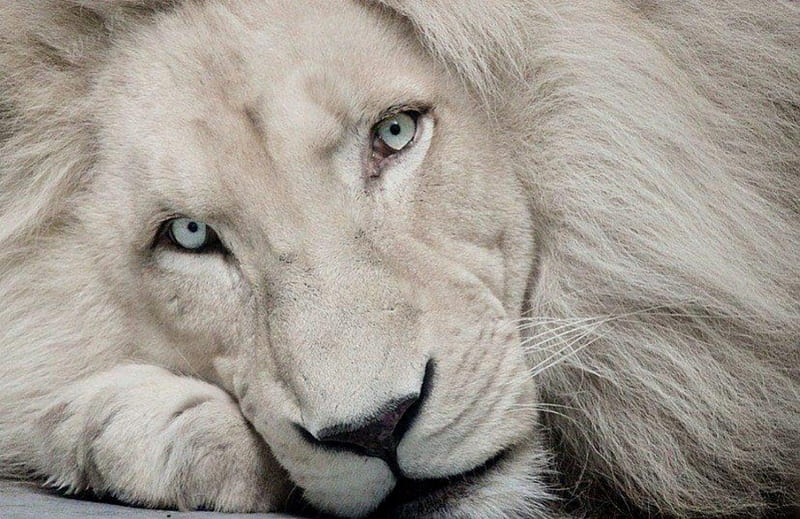 Beautiful White Lion, close up, white, cat, cats, lion, animals, animal, HD  wallpaper | Peakpx