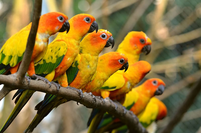 Birds, Bird, Animal, Sun Parakeet, Sun Conure, HD wallpaper
