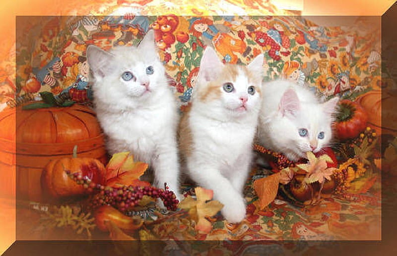 Thanksgiving kittens, kittens, Thanksgiving, cats, animals, HD wallpaper