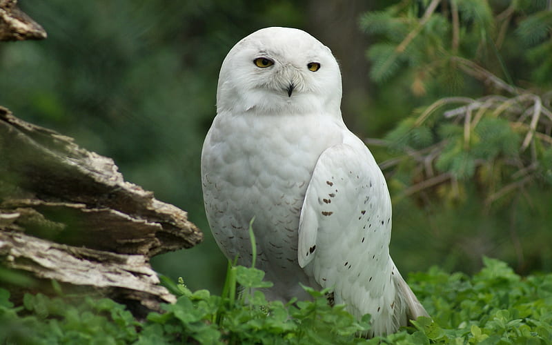 Snowy owl, white owl, forest, rare birds, Assiniboine Park Zoo, Canada, HD wallpaper