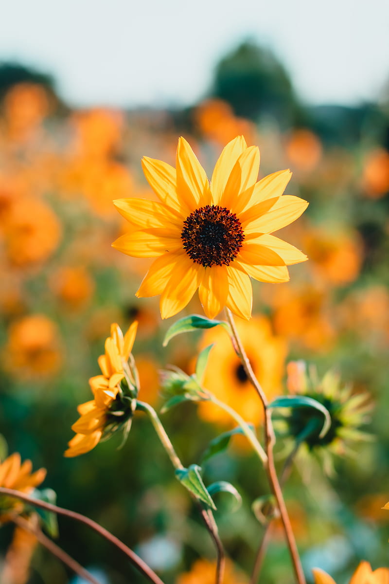 sunflower, petals, yellow, HD phone wallpaper
