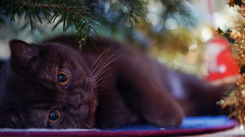 Brown Cat Is Lying Animals, HD wallpaper