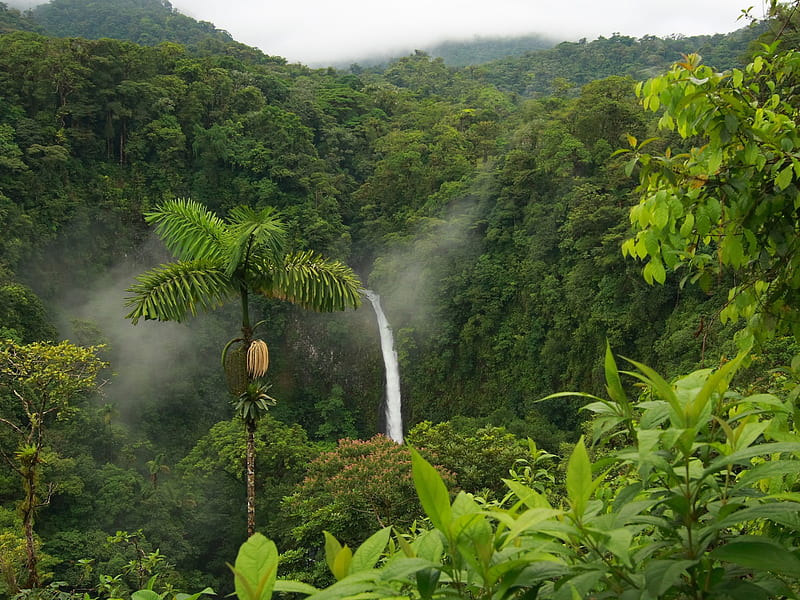 Jungle, wal, fog, steamyellow, green, bush, waterfall, lpaper, forest, lush, trees, waterfalls, tree, water, nature rain forest, tropical, HD wallpaper