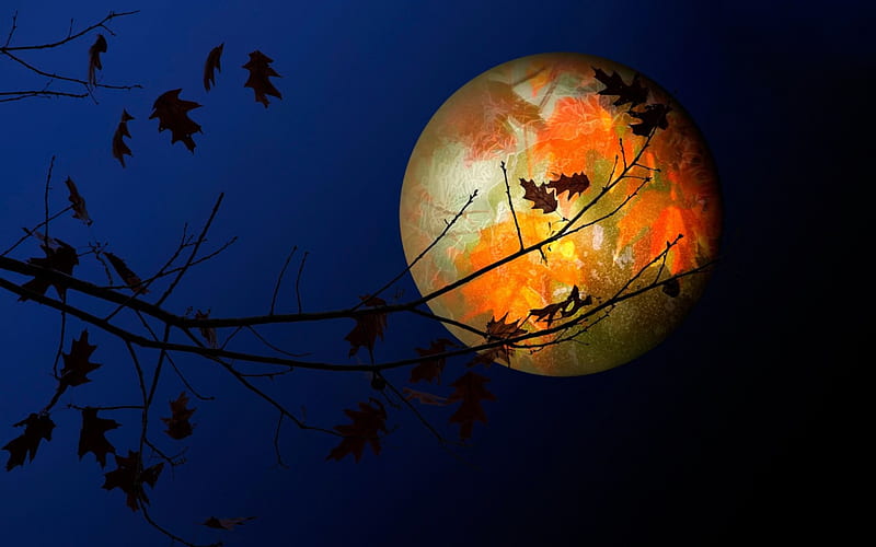 Autumn moon, autumn, moon, luminos, orange, toamna, branch, leaf, moon, dark, blue, night, HD wallpaper