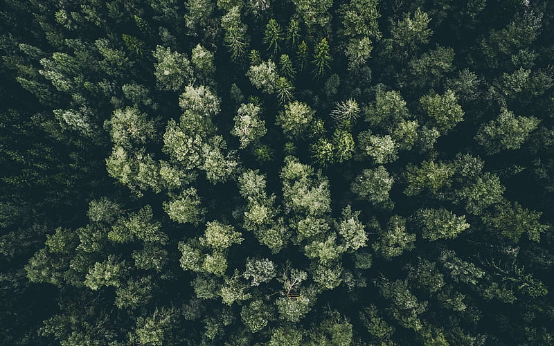 forest, top view, tops of trees, jungle, HD wallpaper
