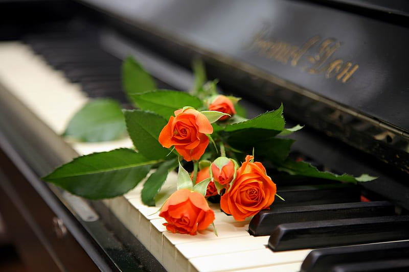 Orange roses on piano, orange, stems, roses, buds, piano, thorns, graphy, petals, keyboard, HD wallpaper