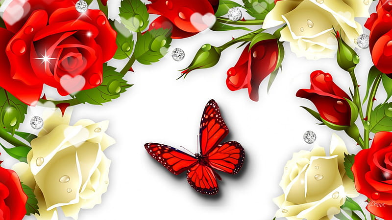 Roses Red Roses White, red, fragrant, dew, spring, roses, corazones, butterfly, bright, summer, flowers, HD wallpaper