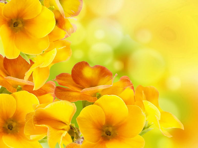 Spring background, pretty, lovely, background, violets, yellow, bonito, spring, freshness, pansies, flowers, HD wallpaper