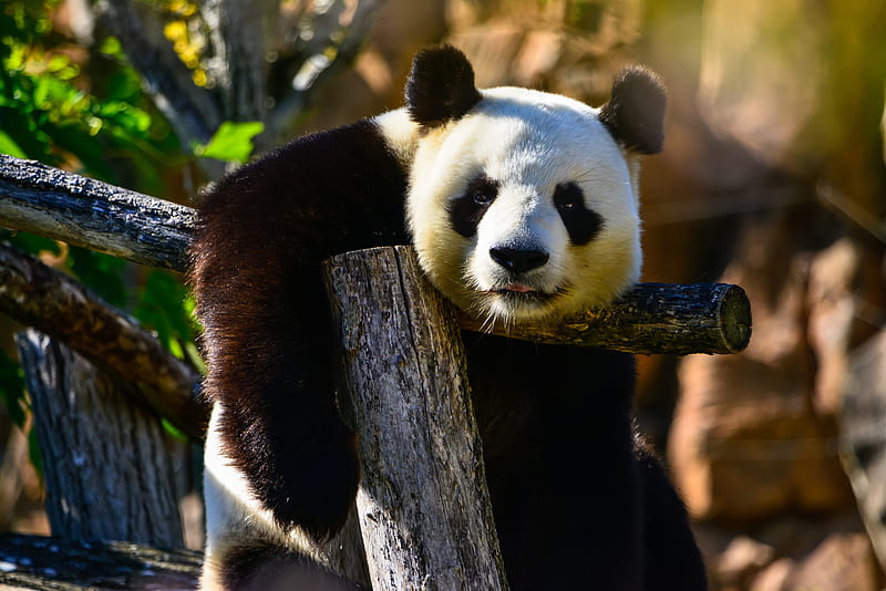 panda, glance, animal, wildlife, HD wallpaper