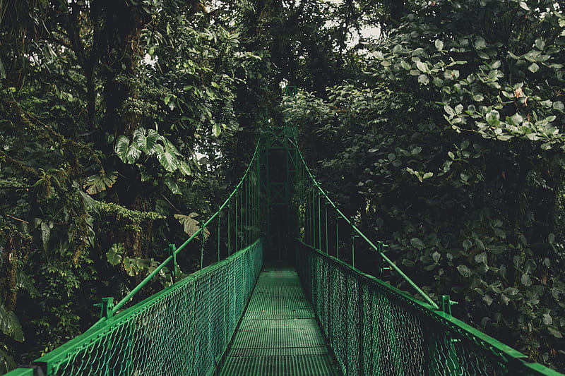 green bridge near trees, HD wallpaper