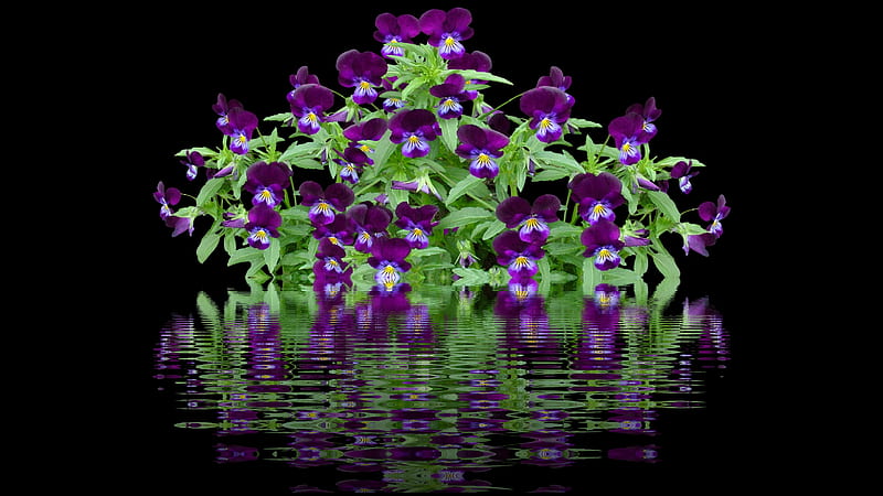 Pansies in black, water, purple, dark, pansies, flowers, reflection, HD