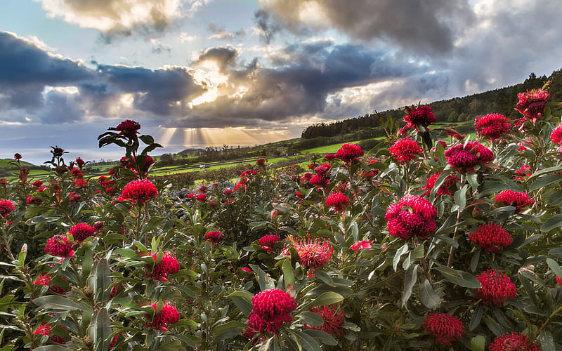 Azores, summer, meadow, sunset, hills, red flowers, Portugal, HD wallpaper